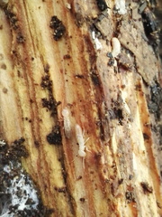 Reticulitermes lucifugus