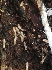 Reticulitermes lucifugus