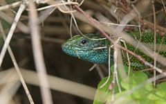 Lacerta viridis