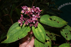 Miconia asperrima