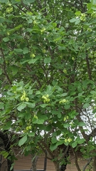 Ptelea trifoliata mollis