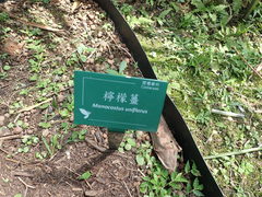 Monocostus uniflorus