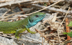 Lacerta viridis