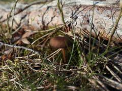 Strobilurus stephanocystis