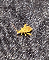 Neurocolpus arizonae