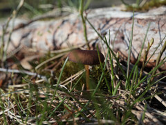 Strobilurus stephanocystis