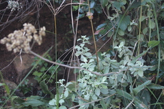 Helichrysum panduratum
