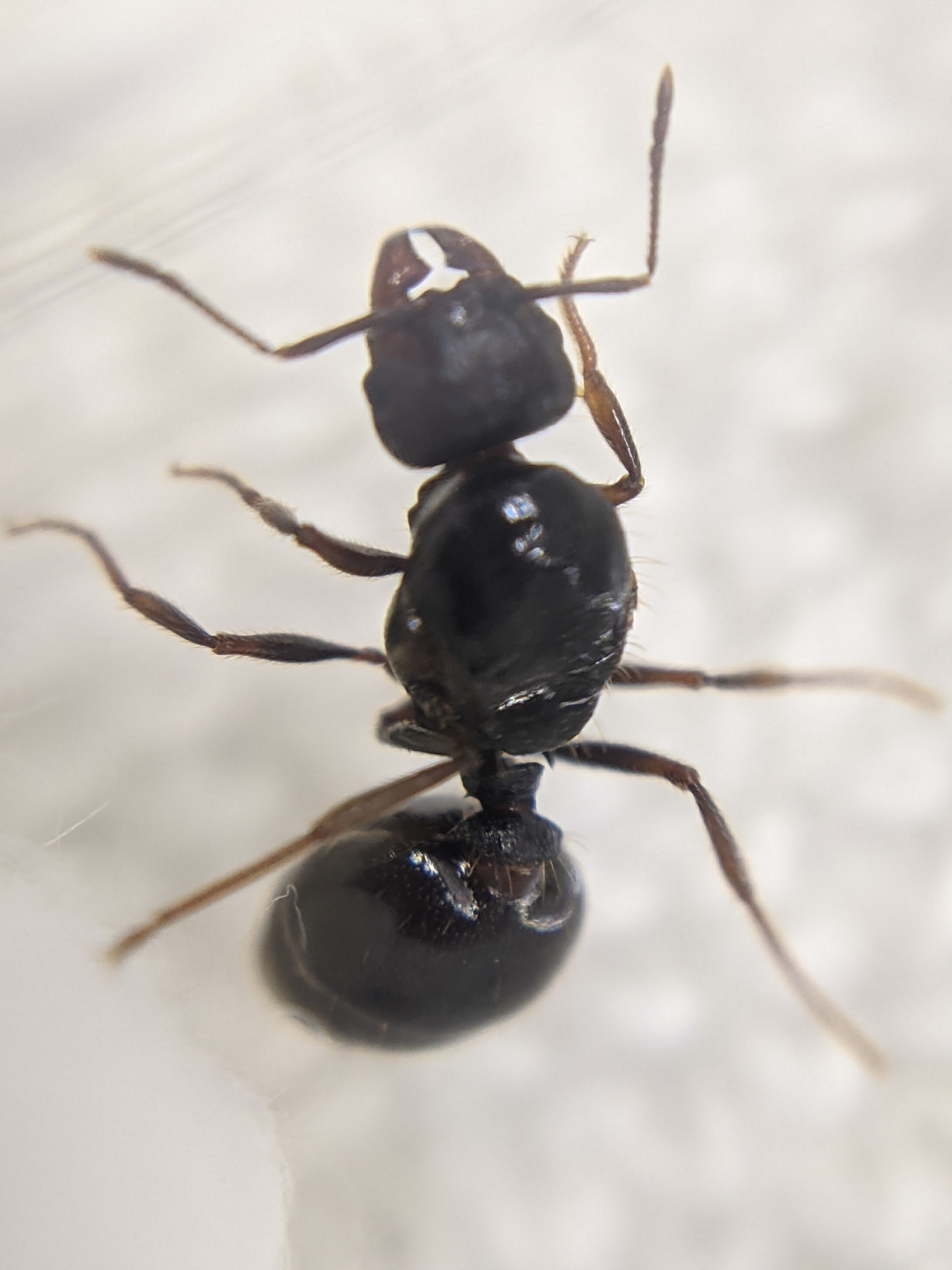 Pheidole hirtula