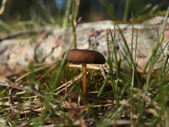 Strobilurus stephanocystis