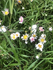 Bellis perennis