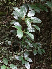 Ilex micrococca
