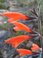Salvia oppositiflora