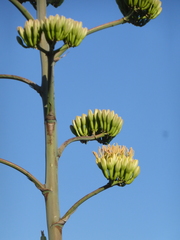 Agave murpheyi