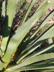 Agave murpheyi