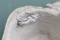 Egira crucialis