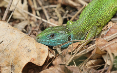 Lacerta viridis