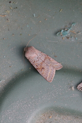 Orthosia revicta