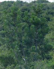 Harpephyllum caffrum