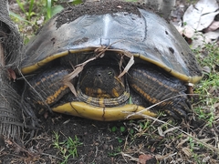 Trachemys grayi grayi