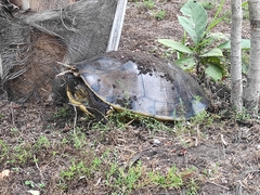 Trachemys grayi grayi