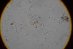 Microchlamys patella