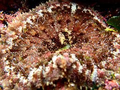 Stichodactyla tapetum