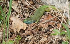 Lacerta viridis