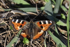 Aglais urticae