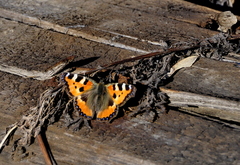 Aglais urticae
