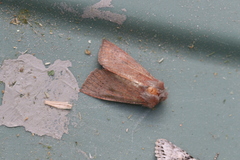 Orthosia transparens