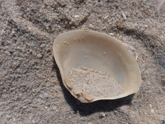 Scissodesma spengleri