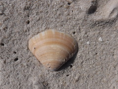 Scissodesma spengleri