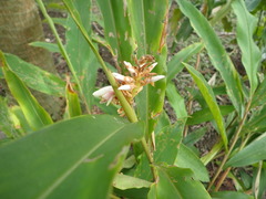 Alpinia kawakamii