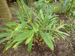 Alpinia kawakamii