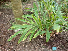 Alpinia kawakamii