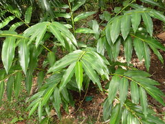 Alpinia flabellata
