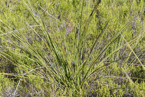 Image of Bobartia orientalis by (c) Andrew Gillespie, some rights reserved (CC BY-SA)