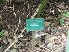 Alpinia flabellata