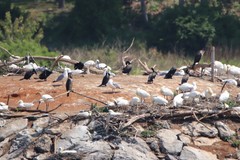 Phalacrocorax carbo
