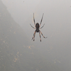 Trichonephila inaurata