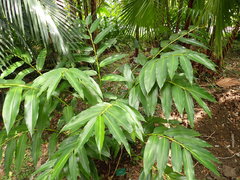 Alpinia flabellata
