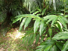 Alpinia flabellata