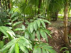 Alpinia flabellata