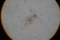 Argynnia dentistoma