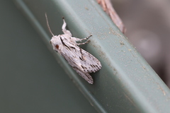 Egira crucialis