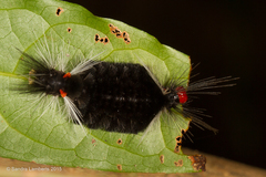 Pachydota affinis