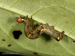 Gonodonta