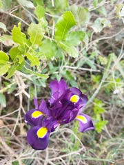 Iris filifolia