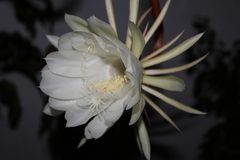 Epiphyllum oxypetalum