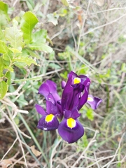 Iris filifolia